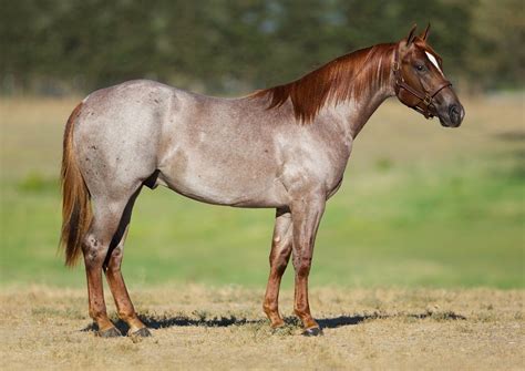 Red roan quarter horse stallion | Horses, Aqha horses, Quarter horse