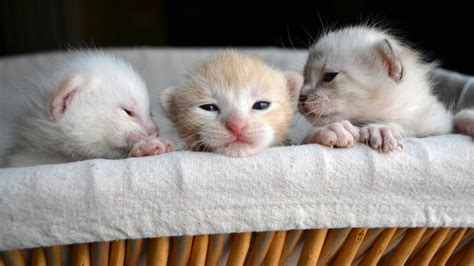 When Do Kittens Open Their Eyes? – Forbes Advisor