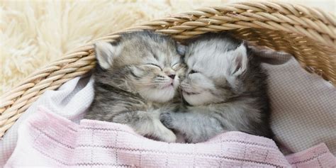 How Many Hours Do Kittens Sleep? - Cats.com