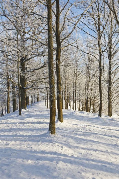 Snowy Aspen Trees stock image. Image of snowy, clouds, trees - 526595