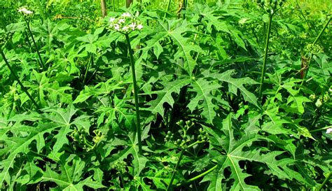 Liliana Usvat - Reforestation and Medicinal use of the Trees : Maya Trees Chaya Medicinal Uses ...