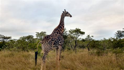 Free Images : prairie, adventure, wildlife, mammal, fauna, savanna ...