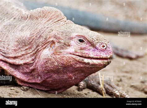 Pink iguana hi-res stock photography and images - Alamy