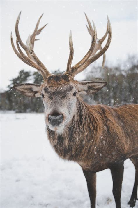 Brown Deer Standing on Snow · Free Stock Photo