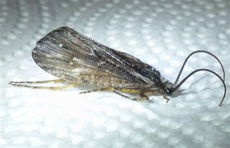 Caddisfly - What's That Bug?