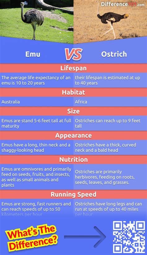 Emu vs. Ostrich: 6 Key Differences, Pros & Cons, Similarities | Difference 101