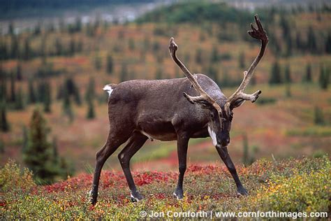 Denali Caribou 7 Photo, Picture, Print | Cornforth Images