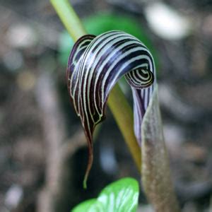 Arisaema fargesii - Farges Cobra Lily