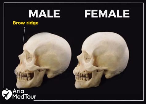 8 Key Differences Between Male and Female Facial Features