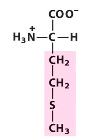 20 amino acids Flashcards | Quizlet