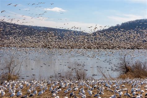 1225 Photography - Snow Geese