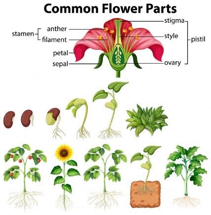 How do Plants Grow & Reproduce? - Grade 6 - Download now