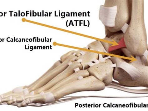 Solito creare parola what are ligaments made of Esempio traduttore vocale