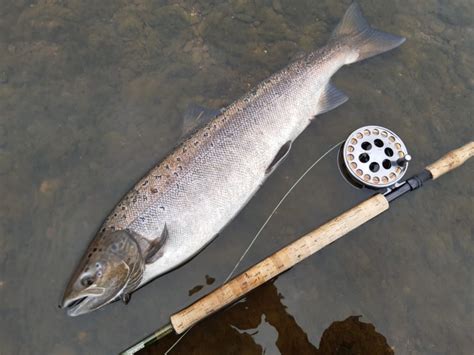 salmon caught on the river tweed in 2020 - River & Green