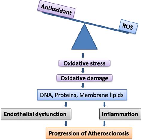 Imbalance of antioxidants and ROS | Download Scientific Diagram