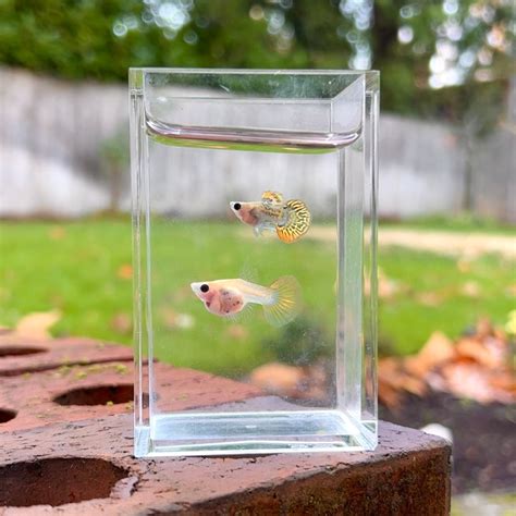 Sunset Mosaic Glass Belly Guppy Pair – Fish Portals