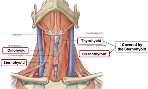 Neck Muscles:Origin, Insertion, Action & Nerve Supply » How To Relief ...