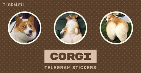 “Corgi” stickers set for Telegram