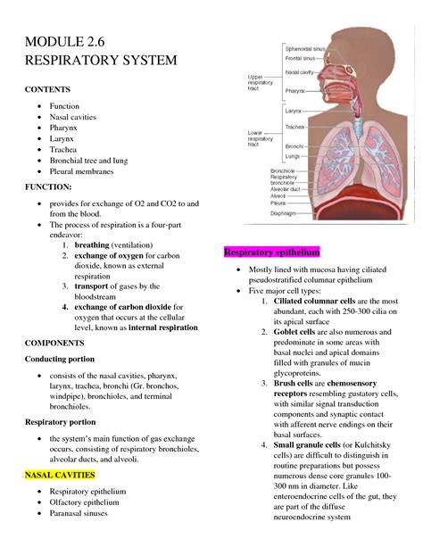 SOLUTION: Histology respiratory system - Studypool