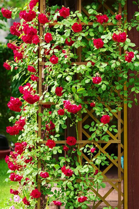 The best climbing plants for shade David Domoney | Climbing flowers ...