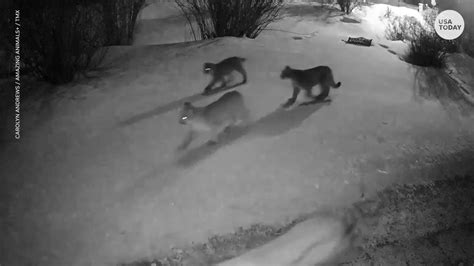 Group of mountain lions seen on camera passing by Colorado residence