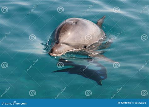 Smile dolphin stock photo. Image of little, sunshine - 23046270