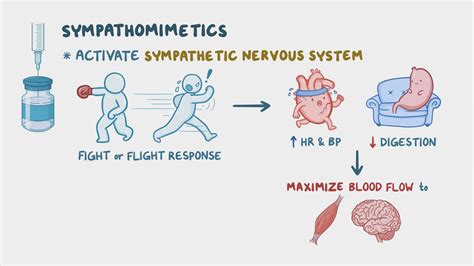 Sympathomimetic medications: Nursing pharmacology - Osmosis Video Library