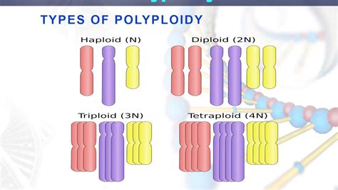 polyploidy - YouTube