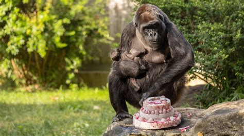 Help name the new baby gorilla at Smithsonian’s National Zoo! | FOX 5 DC