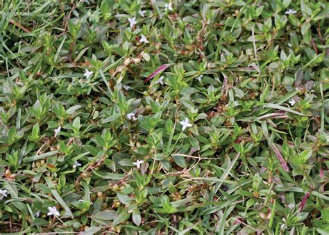 Virginia Buttonweed: No. 1 Weed Problem of Southern Lawns