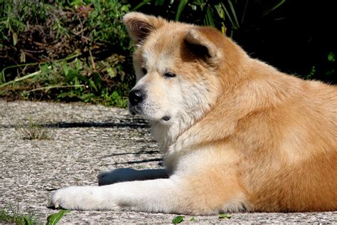 Ultimate Dog: Dog Breeds: Akita