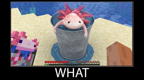 Minecraft wait what meme part 89 realistic minecraft axolotl bucket - YouTube