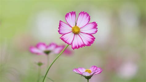 Cosmos Wallpaper HD Download