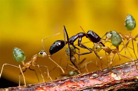 Macro photographs reveal the tiny, brutal world of ant warfare: Digital ...