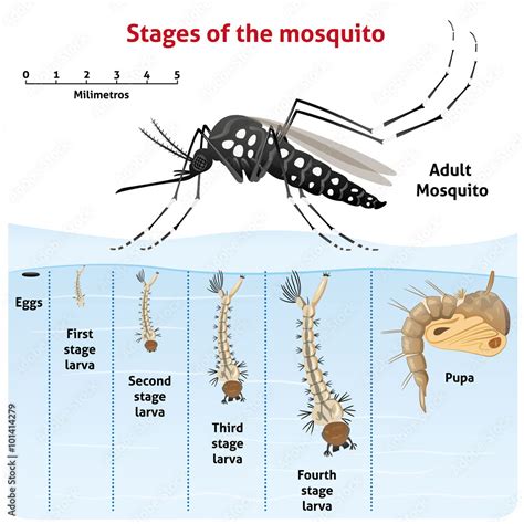 Nature, Aedes aegypti Mosquito stilt, the life cycle Stock Vector ...