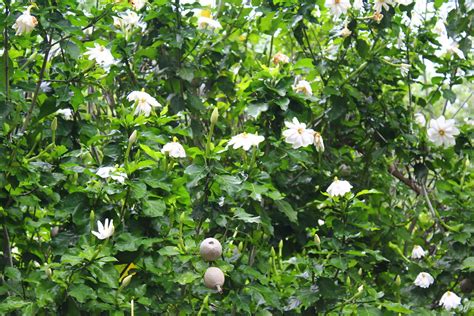 Gardenia thunbergia | South African dryland Gardenia that th… | Flickr