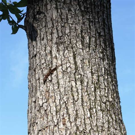 Anolis carolinensis Changes Color - GJM Nature Media