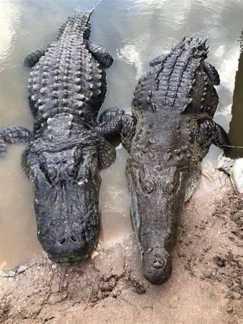 An alligator bellowing : r/interestingasfuck