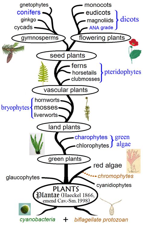 Plant_phylogeny - Tisserand Institute