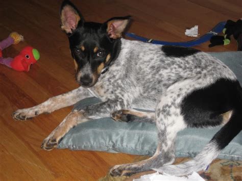 Is my Blue heeler mix really a rat terrier? | Dog Forum