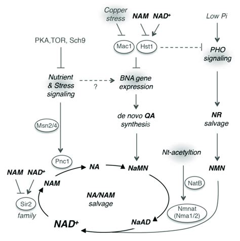 Regulation of NAD + metabolism in yeast. A model depicting the... | Download Scientific Diagram