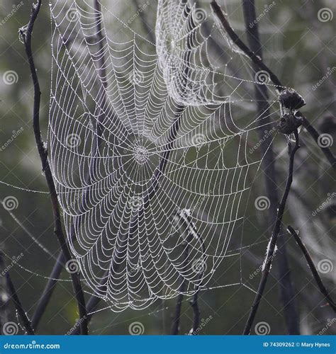 Creepy Spider Webs On Black Banner With Tarantulas Hanging From The ...