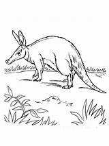 Aardvark coloring pages sketch template