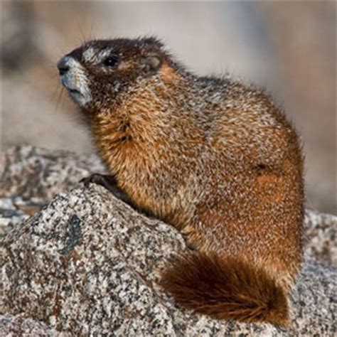 Yellow bellied marmot - Alchetron, The Free Social Encyclopedia