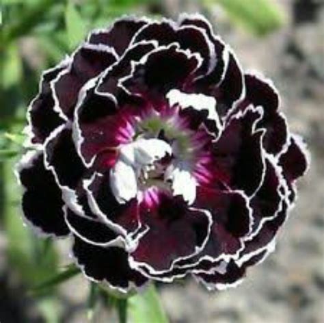 Sementes De Black Carnation - ( Cravo Negro) - Rara E Linda - R$ 16,90 em Mercado Livre