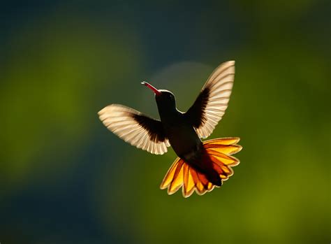 How to Photograph Birds in Flight with Sharp Results