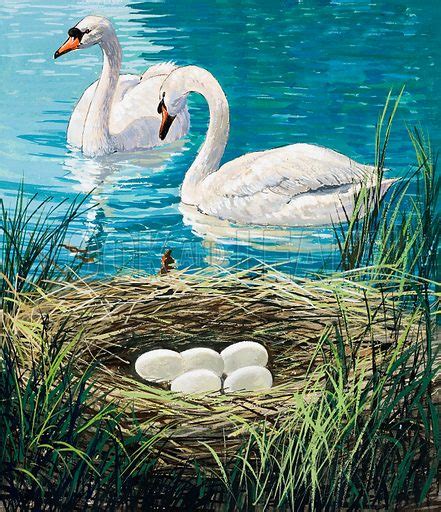 Swans Nest stock image | Look and Learn