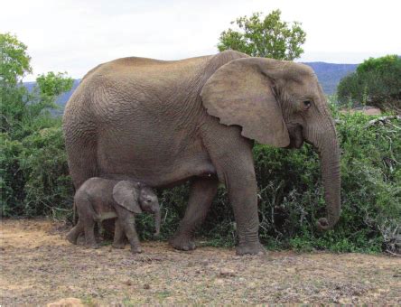 Non-matriarch and her calf. First sighting of a female African elephant... | Download Scientific ...