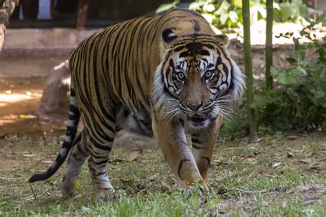 Emerson, critically endangered tiger, has died - Zoo Atlanta