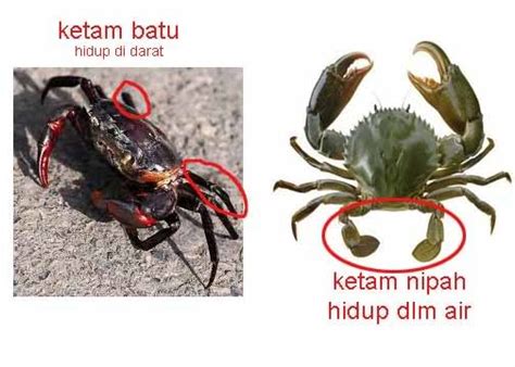 Ketahui Ketam Halal Dan Haram Di Makan Umat Islam - MYNewsBistro